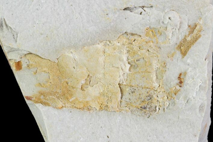 Partial Fossil Pea Crab (Pinnixa) From California - Miocene #105030